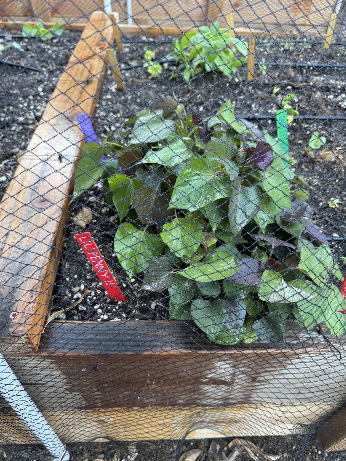 A lush, sprawling, vibrant green sweet potato plant dominating a section of a raised garden bed