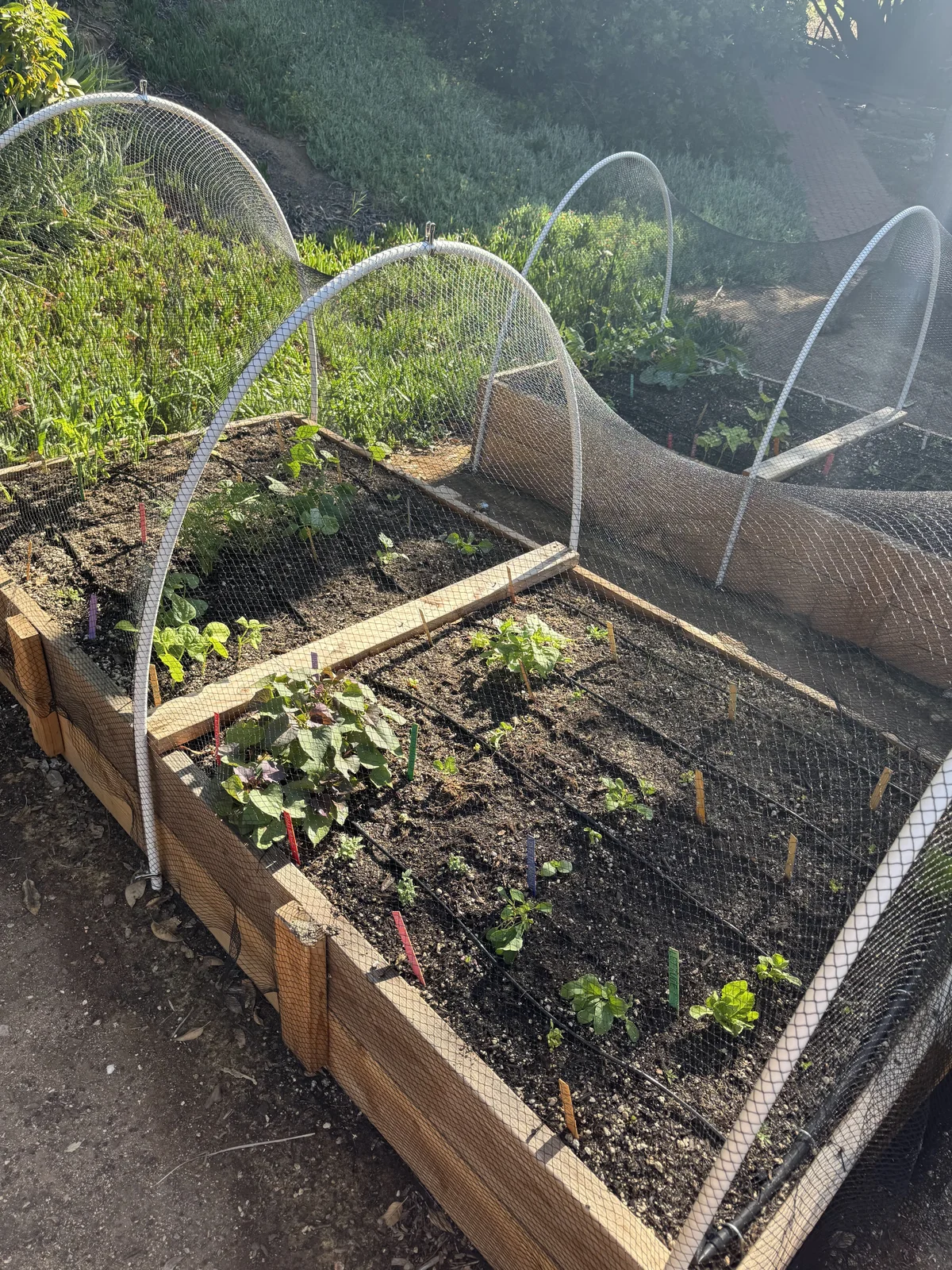 Two wooden raised garden beds covered in protective hoops and bird netting