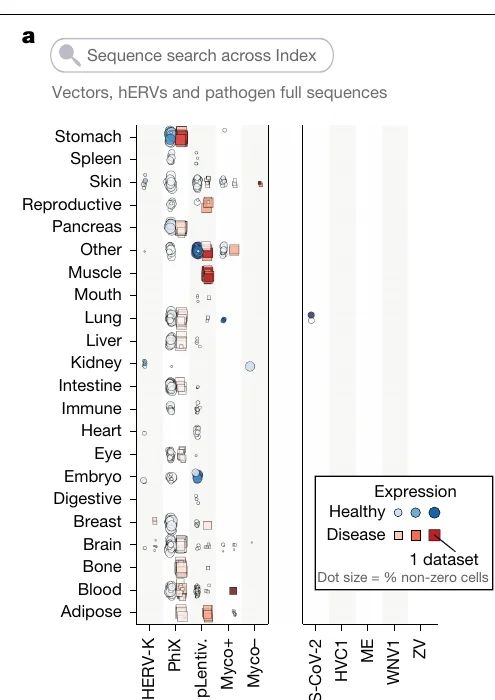 Dot plot with human tissues as rows and sequence probes as columns. The left block shows HERV-K, PhiX, lentiviral vector, and expected versus negative-control Mycoplasma species, with PhiX dotted densely down nearly every tissue row. The right block shows SARS-CoV-2, hepatitis C, measles, West Nile and Zika, which is almost entirely blank except for a single pair of dots in the Lung row under SARS-CoV-2, both drawn as circles, which the legend marks as healthy samples.