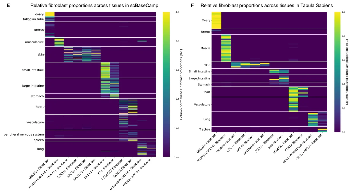 Paired heatmaps of fibroblast state proportions by tissue, showing a near-block-diagonal pattern in the 85.9-million-cell scBaseCamp compendium that reproduces in the independent Tabula Sapiens atlas.