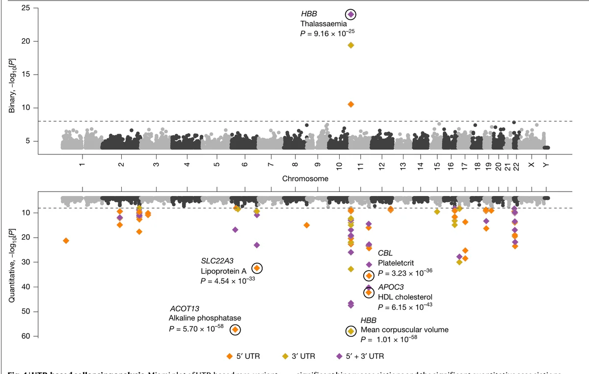 Miami plot of a UTR-based collapsing analysis, with binary phenotype associations on top and quantitative ones inverted below, several labeled hits highlighted.