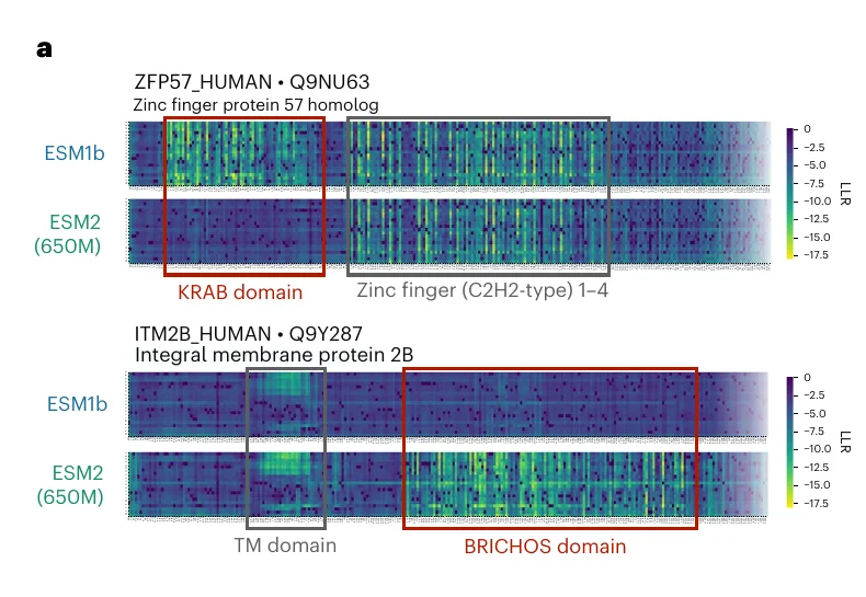 Two pairs of per-residue LLR heat maps. In the top pair, for ZFP57, the KRAB domain box is bright in the ESM1b row and dark in the ESM2 row, while the adjacent zinc finger box is bright in both rows. In the bottom pair, for ITM2B, the BRICHOS box is bright only in the ESM2 row, while the adjacent transmembrane box is bright in both rows.