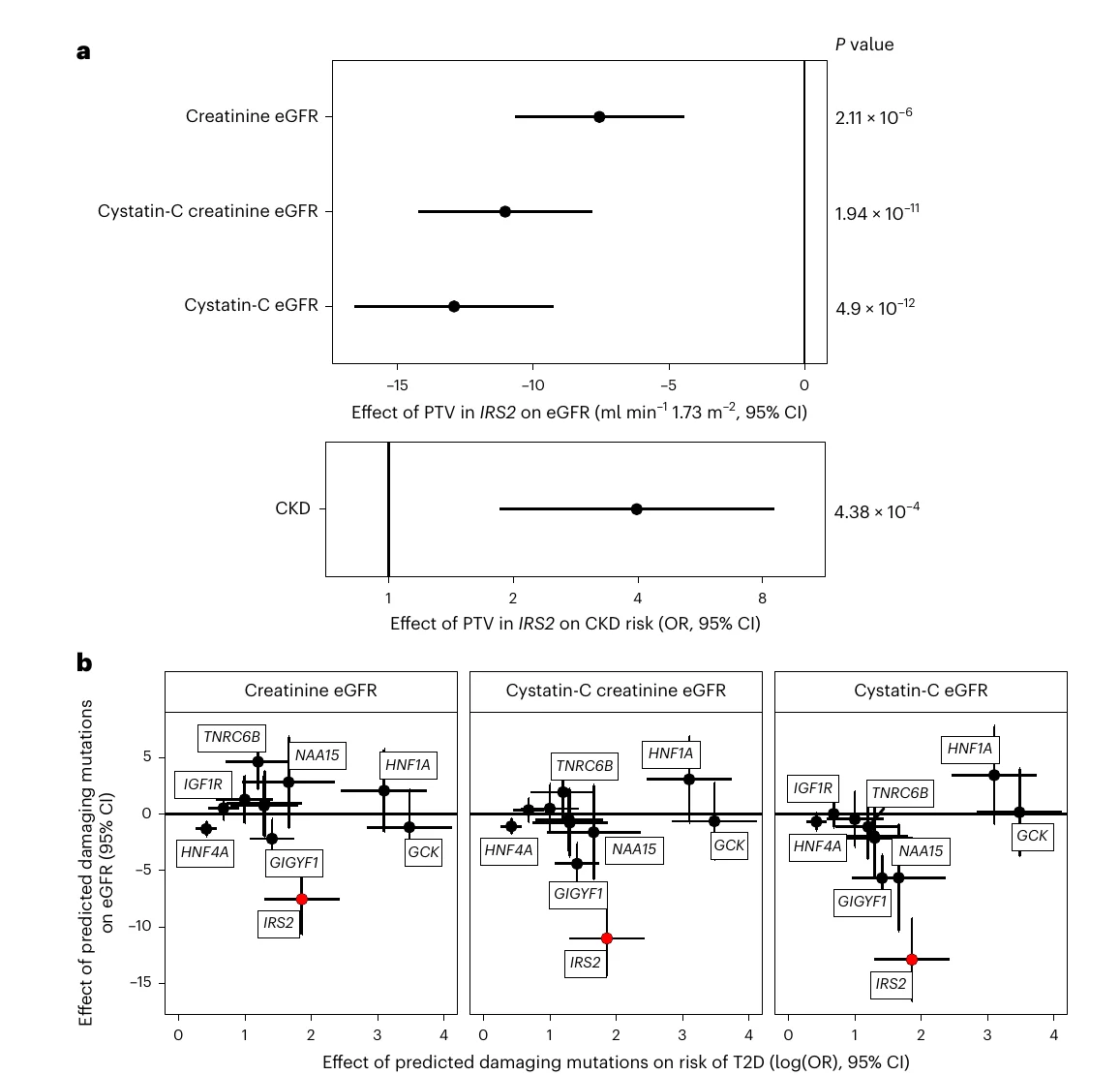 Two-part figure. Panel a: forest plots showing IRS2 protein-truncating variants lower three estimates of kidney function (eGFR) by roughly 7 to 13 units and raise the odds of chronic kidney disease about fourfold. Panel b: scatter plots of each gene's effect on diabetes against its effect on eGFR; IRS2, in red, sits lowest in all three panels, while HNF1A and GCK have larger diabetes effects and show no drop in eGFR.