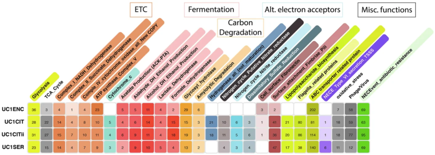 Metabolic Pathways Heatmap